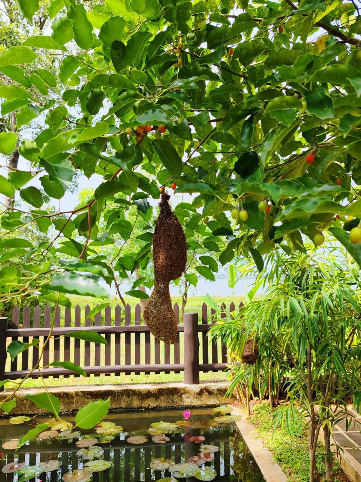 Art Yala Boutique Resort Tissamaharama Exterior photo